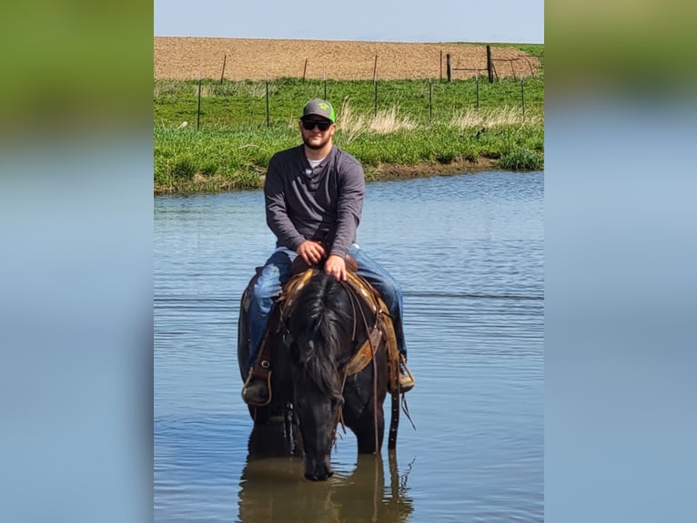 American Morgan Horse Wallach 10 Jahre 155 cm Roan-Blue in Charleston IL