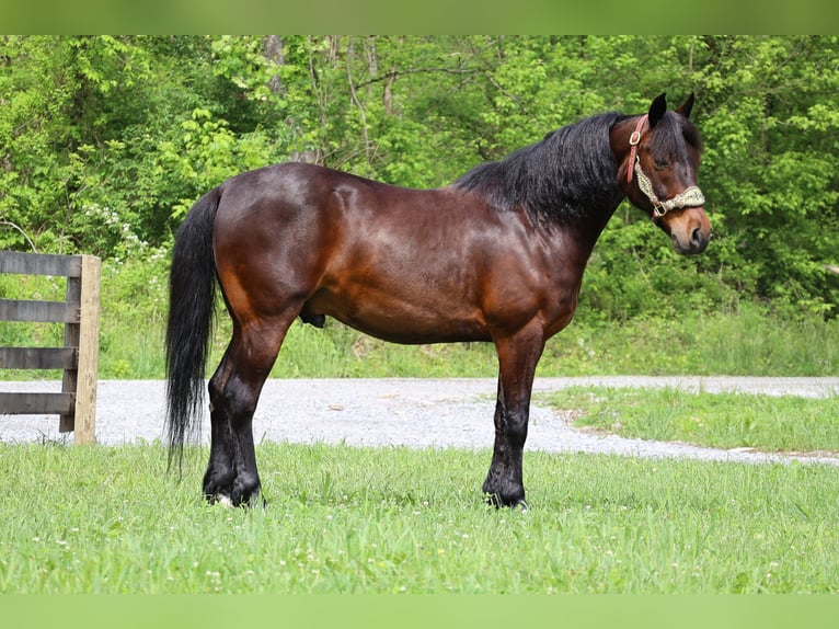 American Morgan Horse Wallach 11 Jahre 150 cm Rotbrauner in Flemingsburg KY