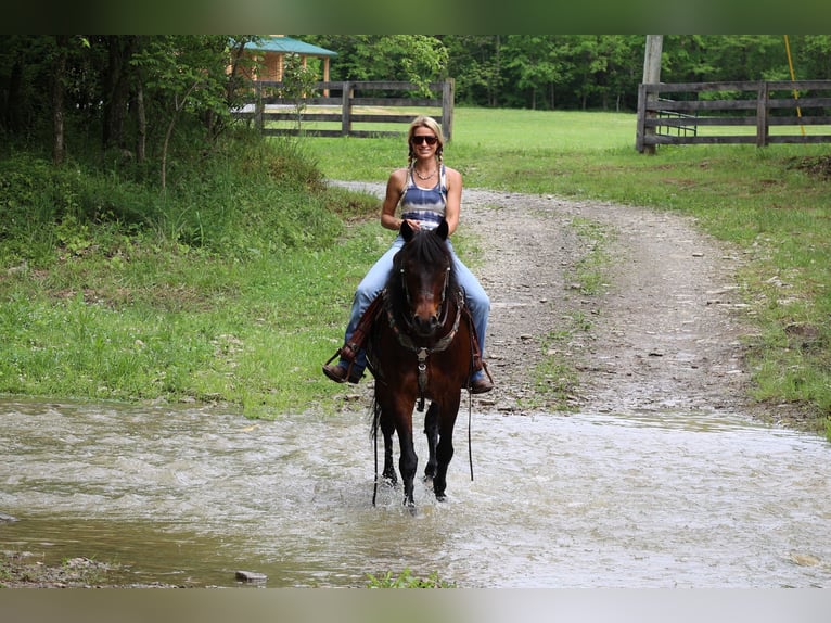 American Morgan Horse Wallach 11 Jahre 150 cm Rotbrauner in Flemingsburg KY