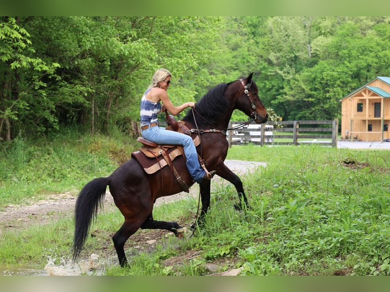 American Morgan Horse Wallach 11 Jahre 150 cm Rotbrauner in Flemingsburg KY