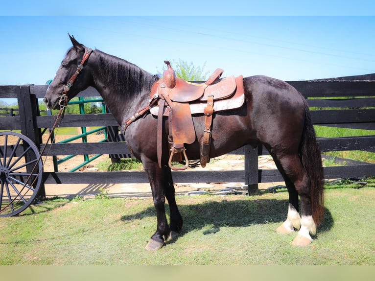 American Morgan Horse Wallach 12 Jahre 150 cm Rappe in Hillsboro KY