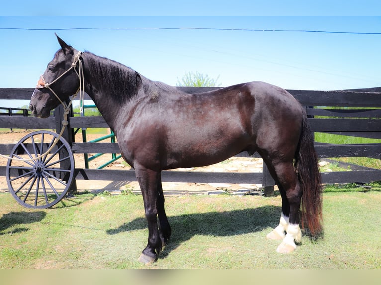 American Morgan Horse Wallach 12 Jahre 150 cm Rappe in Hillsboro KY