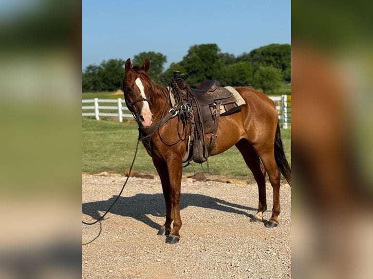 American Morgan Horse Wallach 12 Jahre 157 cm Rotfuchs in Bronson