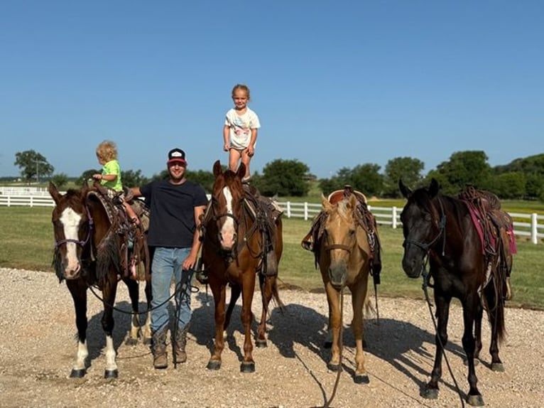American Morgan Horse Wallach 12 Jahre 157 cm Rotfuchs in Bronson