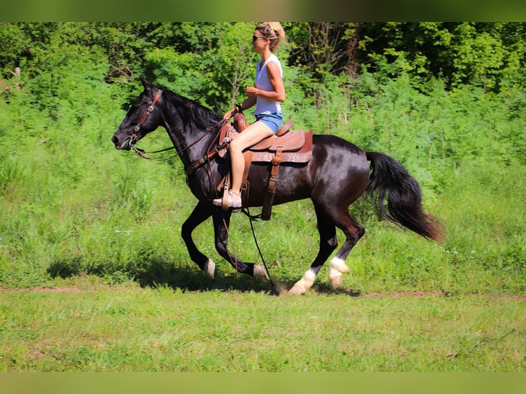 American Morgan Horse Wallach 13 Jahre 150 cm Rappe in Hillsboro KY