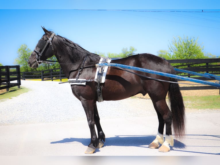 American Morgan Horse Wallach 13 Jahre 150 cm Rappe in Hillsboro KY