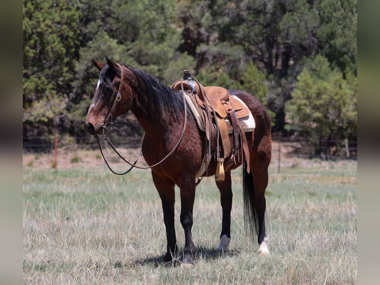 American Morgan Horse Wallach 14 Jahre 145 cm Rotbrauner in Cottonwood AL