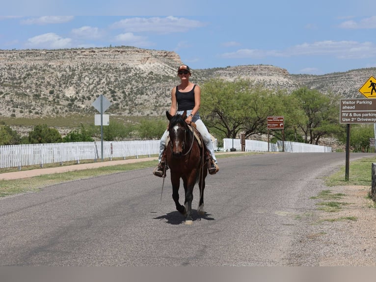 American Morgan Horse Wallach 14 Jahre 145 cm Rotbrauner in Cottonwood AL