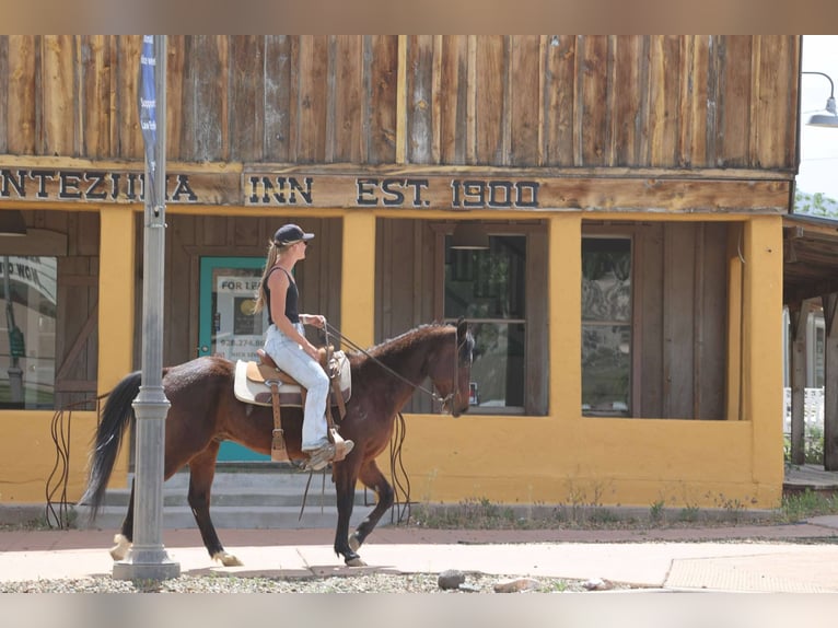 American Morgan Horse Wallach 14 Jahre 145 cm Rotbrauner in Cottonwood AL