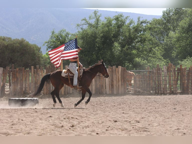 American Morgan Horse Wallach 14 Jahre 145 cm Rotbrauner in Cottonwood AL