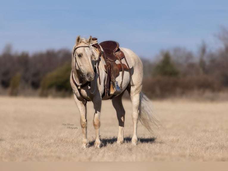 American Morgan Horse Mix Wallach 15 Jahre 157 cm Dunalino in Athens, TX