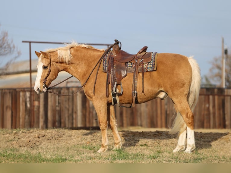American Morgan Horse Mix Wallach 15 Jahre 157 cm Palomino in Stephenville, TX