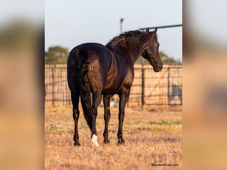 American Morgan Horse Wallach 16 Jahre 152 cm Rappe in Weatherford TX