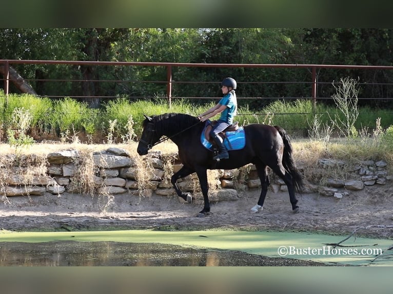 American Morgan Horse Wallach 16 Jahre 152 cm Rappe in Weatherford TX