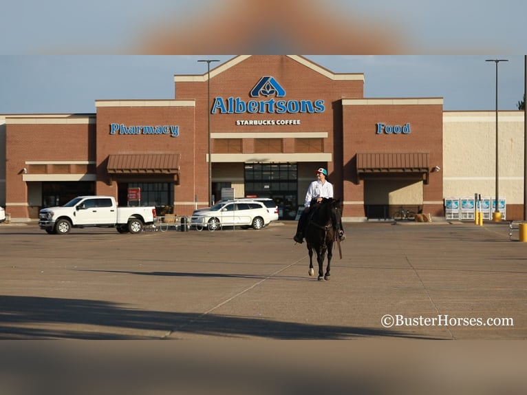 American Morgan Horse Wallach 17 Jahre 152 cm Rappe in Weatherford TX