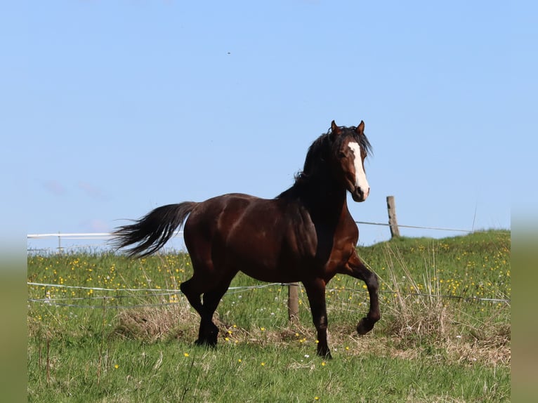 American Morgan Horse Wallach 2 Jahre 150 cm Brauner in Kirtorf