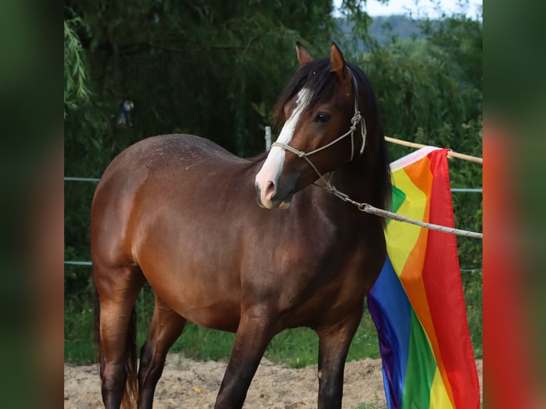 American Morgan Horse Wallach 2 Jahre 150 cm Brauner in Kirtorf