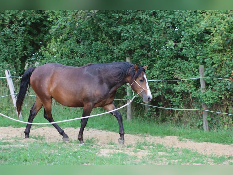 American Morgan Horse Wallach 2 Jahre 150 cm Brauner in Kirtorf