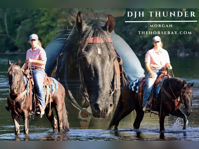 American Morgan Horse Wallach 3 Jahre 152 cm Rappe in Hesperia, MI