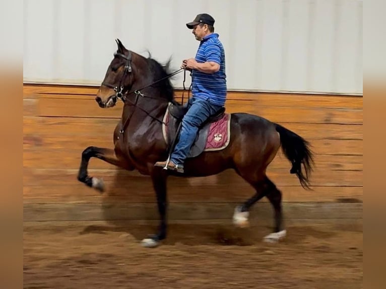 American Morgan Horse Wallach 3 Jahre 152 cm Rotbrauner in Sabina, Ohio