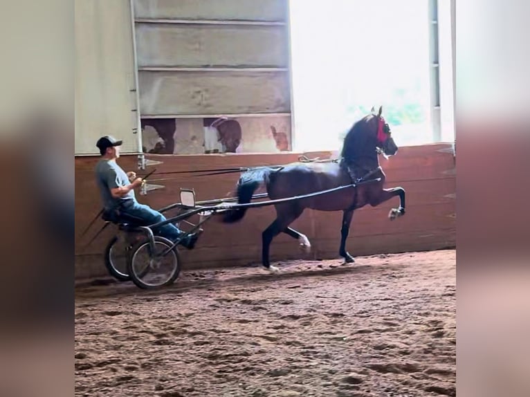 American Morgan Horse Wallach 3 Jahre 152 cm Rotbrauner in Sabina, Ohio