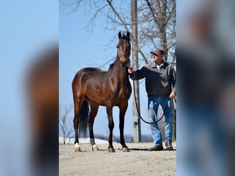 American Morgan Horse Wallach 3 Jahre 152 cm Rotbrauner in Sabina, Ohio