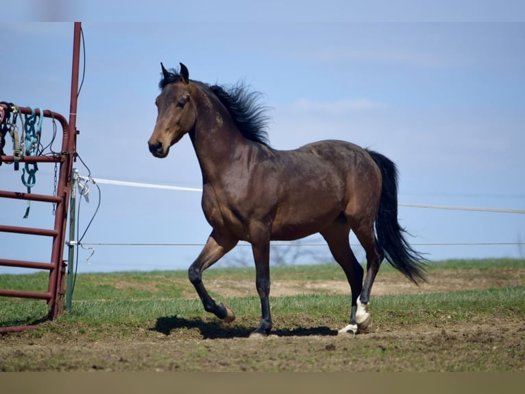 American Morgan Horse Wallach 3 Jahre 152 cm Rotbrauner in Sabina, Ohio