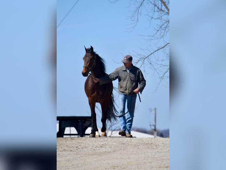 American Morgan Horse Wallach 3 Jahre 152 cm Rotbrauner in Sabina, Ohio