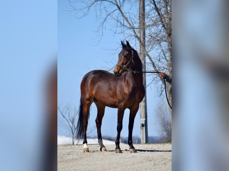 American Morgan Horse Wallach 3 Jahre 152 cm Rotbrauner in Sabina, Ohio