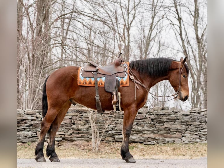 American Morgan Horse Wallach 3 Jahre 163 cm Rotbrauner in Everett PA