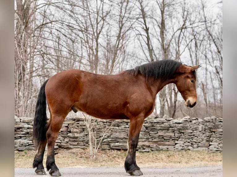 American Morgan Horse Wallach 3 Jahre 163 cm Rotbrauner in Everett PA