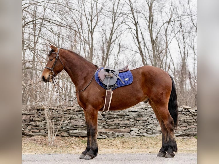 American Morgan Horse Wallach 3 Jahre 163 cm Rotbrauner in Everett PA
