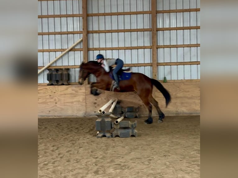 American Morgan Horse Wallach 3 Jahre 163 cm Rotbrauner in Everett PA