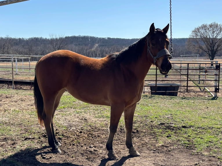 American Morgan Horse Wallach 3 Jahre 60 cm Brauner in Austin