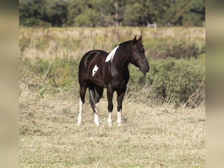 American Morgan Horse Wallach 4 Jahre 142 cm Hellbrauner in Poolville