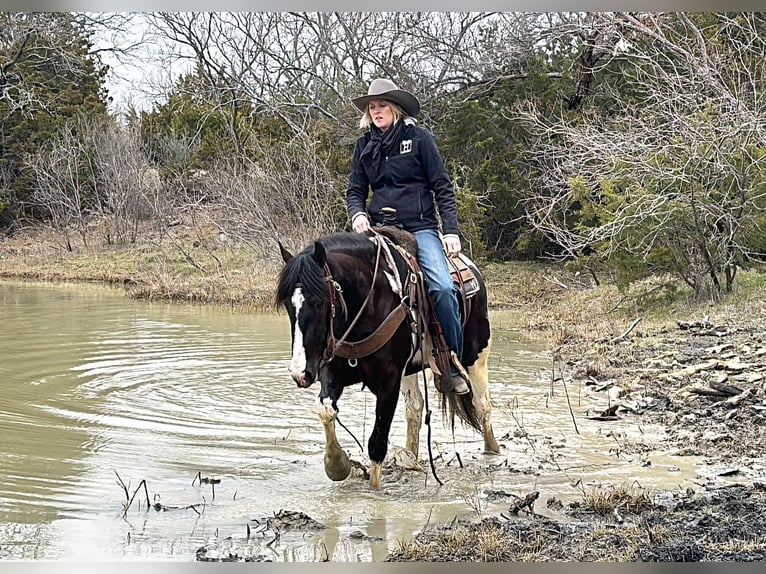 American Morgan Horse Wallach 4 Jahre 145 cm Tobiano-alle-Farben in Jacksboro TX