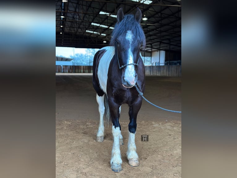 American Morgan Horse Wallach 5 Jahre 145 cm Tobiano-alle-Farben in Jacksboro TX