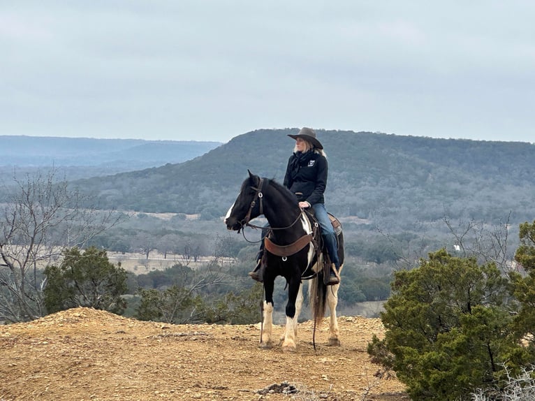 American Morgan Horse Wallach 5 Jahre 145 cm Tobiano-alle-Farben in Jacksboro TX