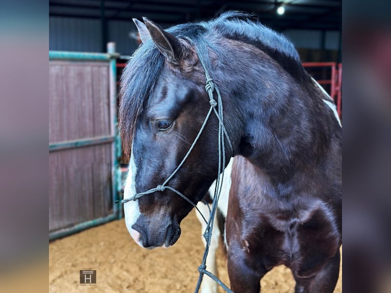 American Morgan Horse Wallach 5 Jahre 145 cm Tobiano-alle-Farben in Jacksboro TX