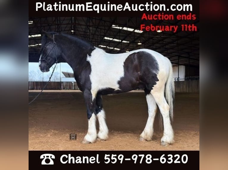 American Morgan Horse Wallach 5 Jahre 145 cm Tobiano-alle-Farben in Jacksboro TX