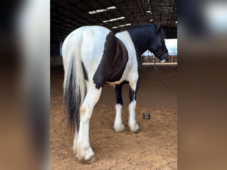 American Morgan Horse Wallach 5 Jahre 145 cm Tobiano-alle-Farben in Jacksboro TX