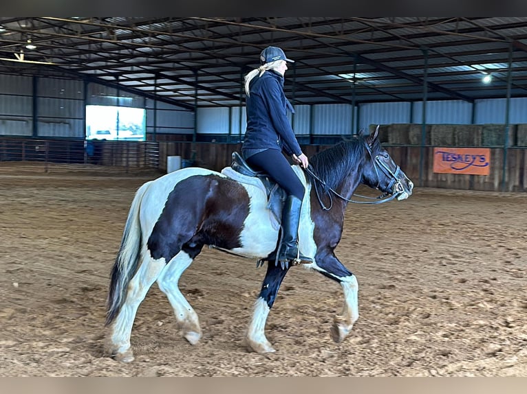 American Morgan Horse Wallach 5 Jahre 145 cm Tobiano-alle-Farben in Jacksboro TX