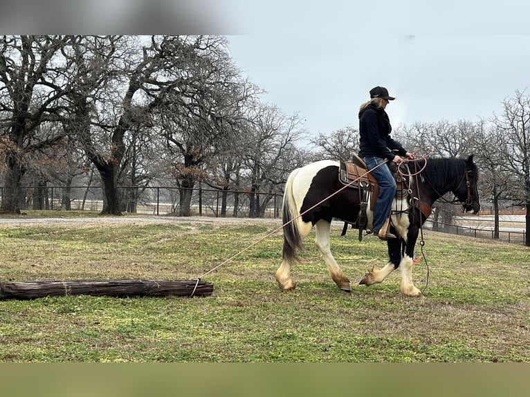 American Morgan Horse Wallach 5 Jahre 145 cm Tobiano-alle-Farben in Jacksboro TX