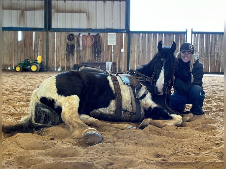 American Morgan Horse Wallach 5 Jahre 145 cm Tobiano-alle-Farben in Jacksboro TX