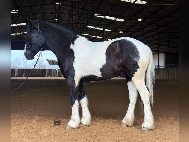 American Morgan Horse Wallach 5 Jahre 145 cm Tobiano-alle-Farben in Jacksboro TX