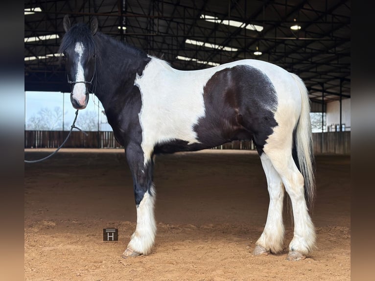 American Morgan Horse Wallach 5 Jahre 145 cm Tobiano-alle-Farben in Jacksboro TX