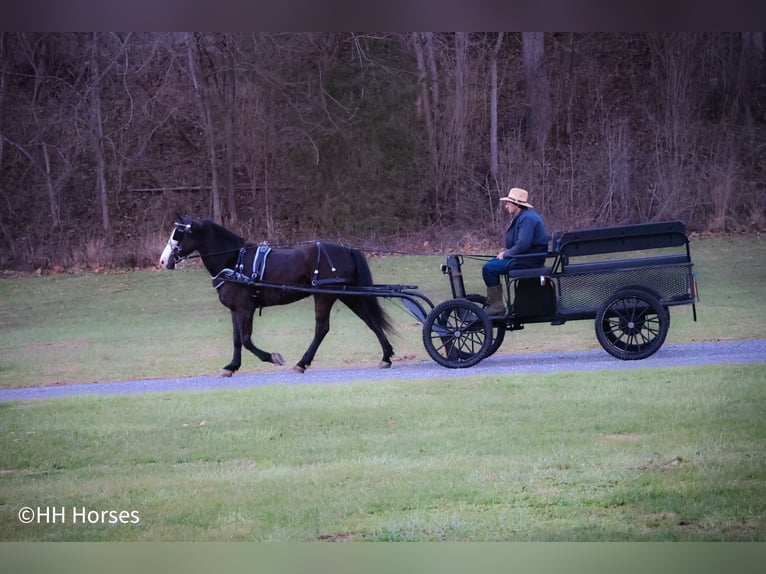 American Morgan Horse Wallach 5 Jahre 147 cm Rappe in Flemingsburg KY