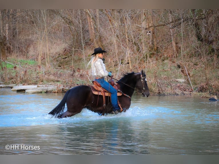 American Morgan Horse Wallach 5 Jahre 147 cm Rappe in Flemingsburg KY