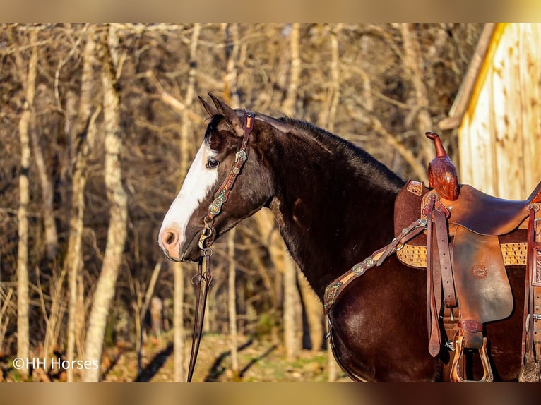 American Morgan Horse Wallach 5 Jahre 147 cm Rappe in Flemingsburg KY