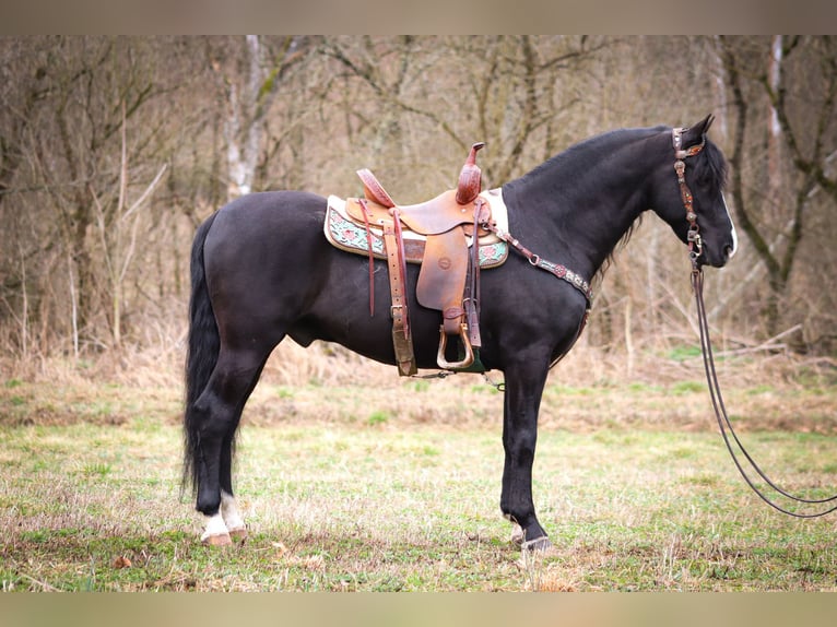 American Morgan Horse Wallach 5 Jahre 150 cm Rappe in Flemingsburg KY